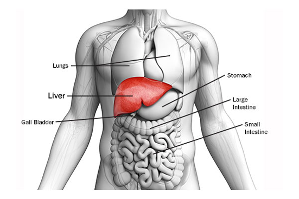Liver Cancer Treatment in Kolhapur